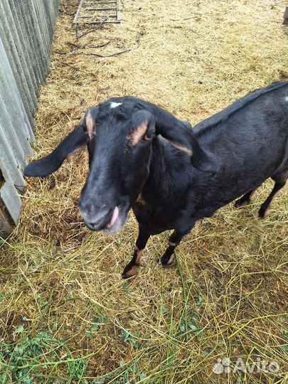 Дойные нубийские козы