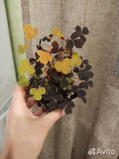 Кислица оксалис, каллизия, альтернантера