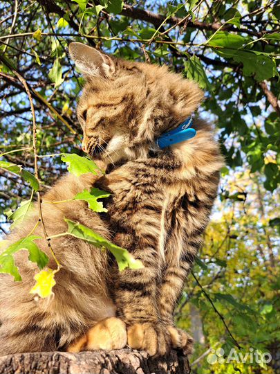 Кошечка в добрые руки