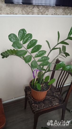 Замиокулькас