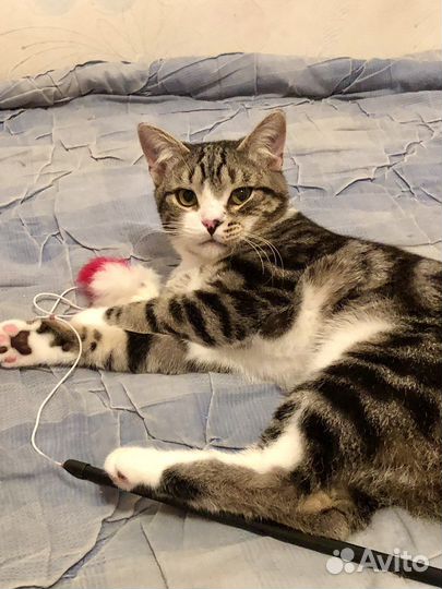 Котик в добрые руки