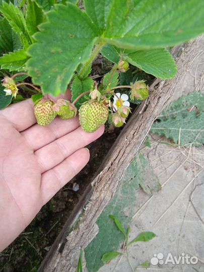 Кусты клубники на весну