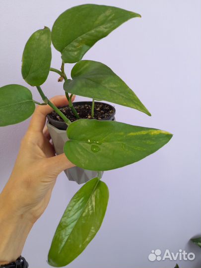 Эпипремнум разные сорта