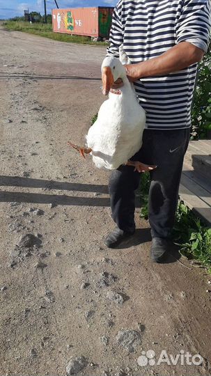 Гуси белые
