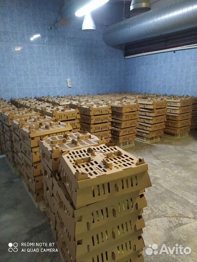 Цыплята суточные,несушка