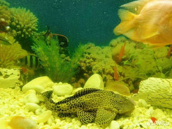 Парчовый Птеригоплихт