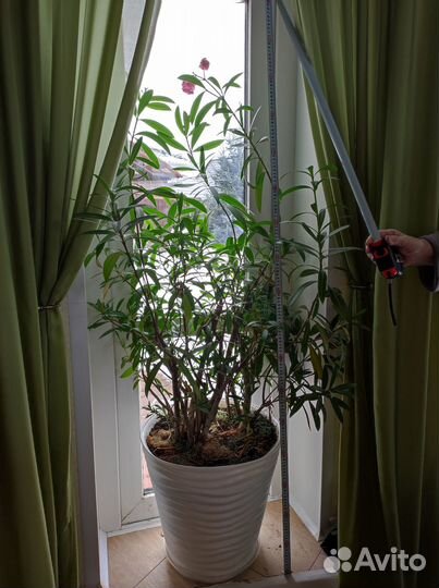 Олеандр розовый