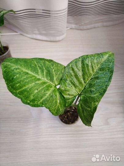 Сингониумы