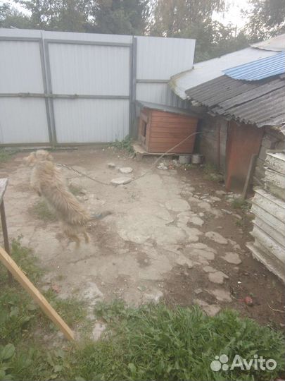 Собака отдам вместе с будкой