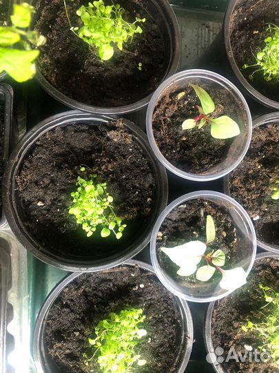 Лобелия плетистая в горшке рассада