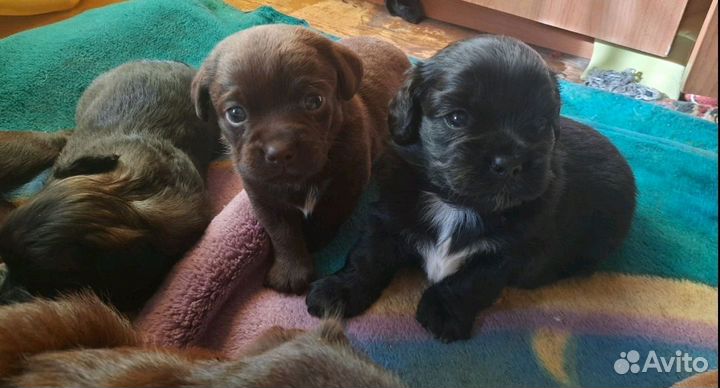 В добрые руки