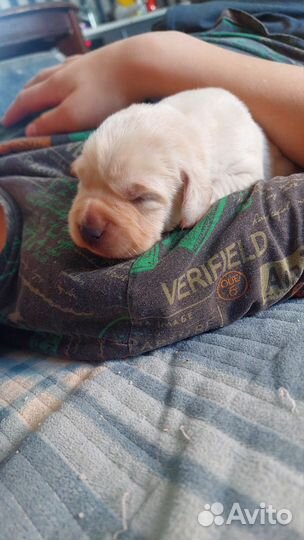 Щенки Лабрадора