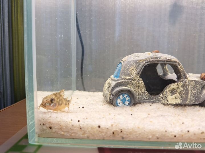Аквариум 15л с рыбками