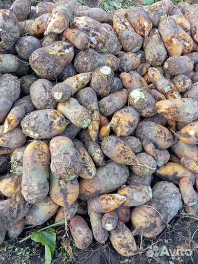 Свекла кормовая