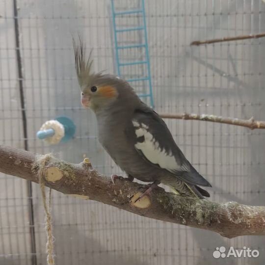 Продам попугая Корелла
