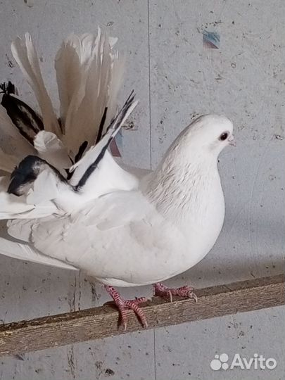 Голуби (павлины)