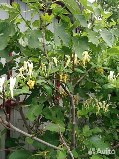 Продается жимолость