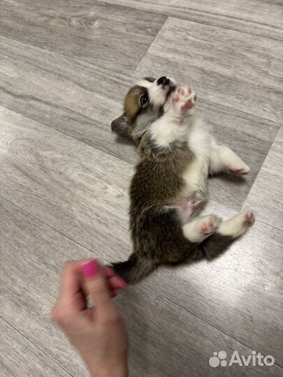 Вельш-корги щенки