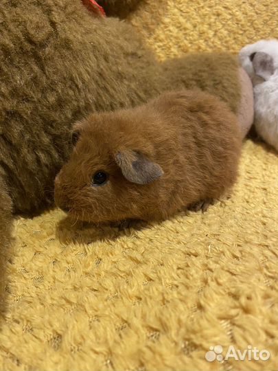 Морская свинка американский тедди