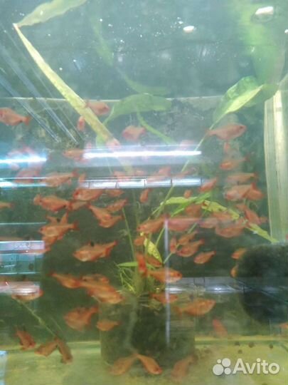 Аквариумные рыбки опт и розница