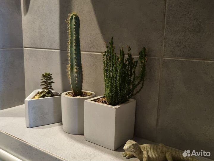 Интерьерная композиция в бетонных кашпо