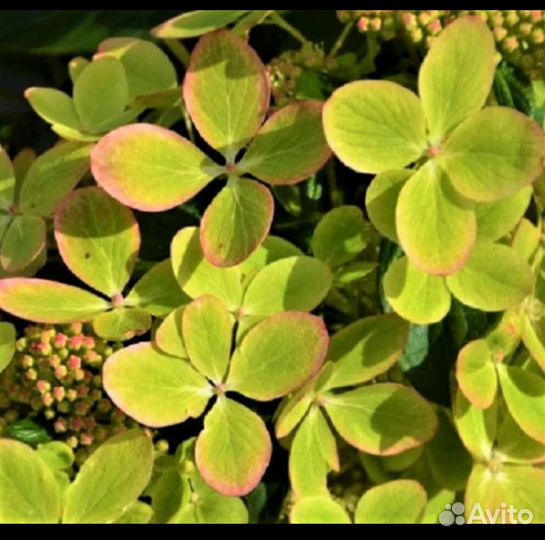 Граффити Гортензия метельчатая