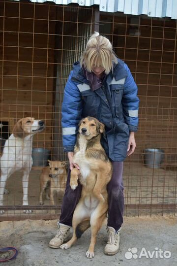 Собака в добрые руки