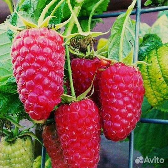 Саженцы малины Краса России