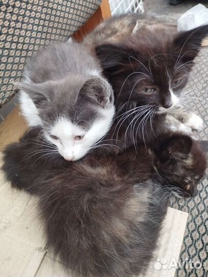 Кошки в добрые руки