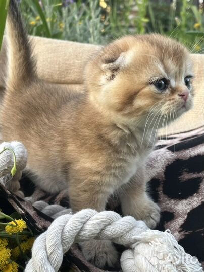 Шотландские золотые шиншиллы котята