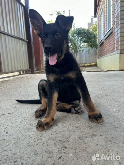 Щенки немецкой овчарки