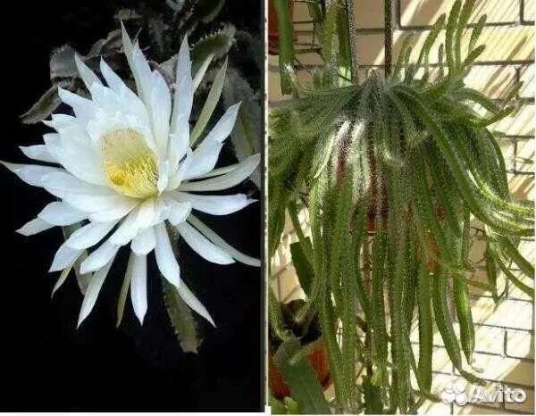 Кливия Желтая и Бронза