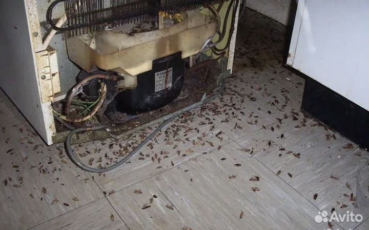 Уничтожение тараканов клопов блох крыс дезинфекция