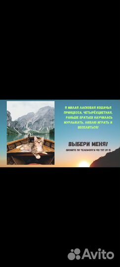 Котодетки 2 месяца