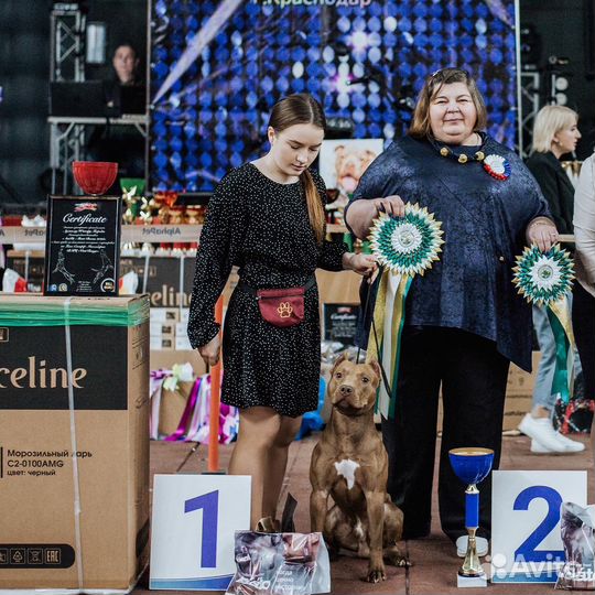 Предлагается кобель для вязки