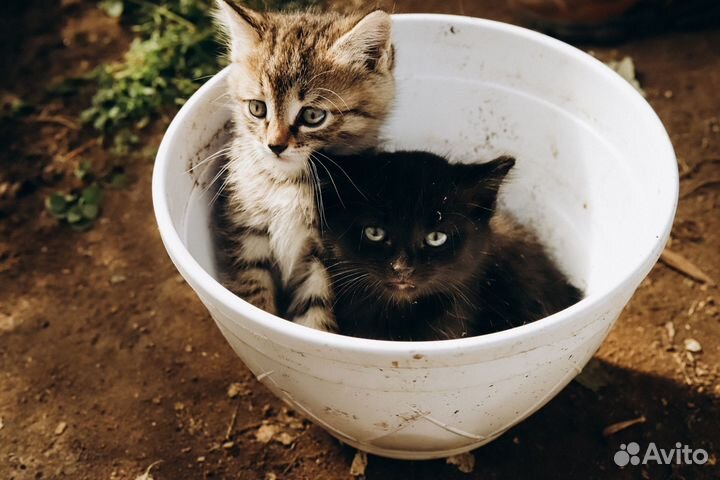 Котята в добрые руки