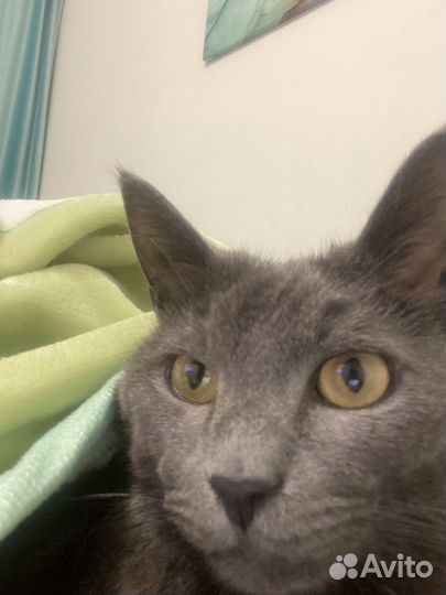 Кот русско голубой (агро), мальчик