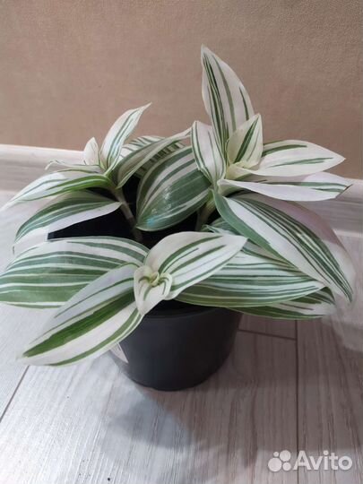 Традесканция