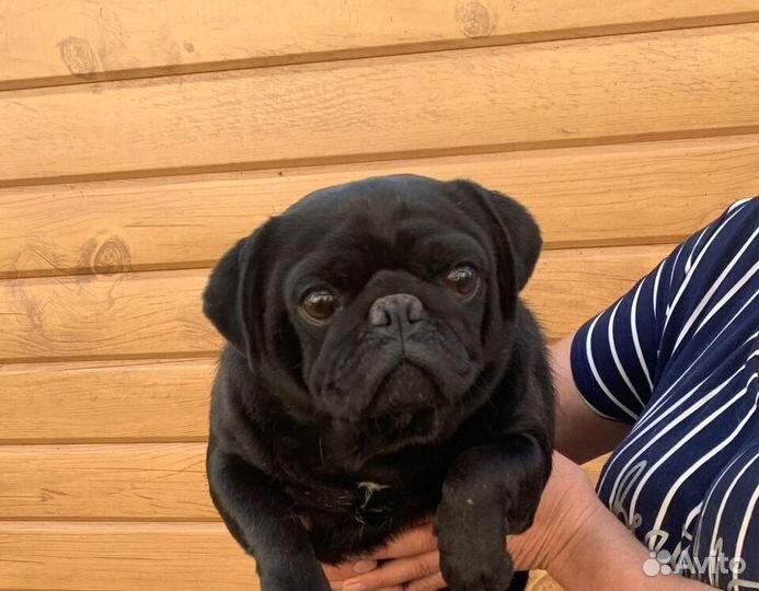 Черный мопс
