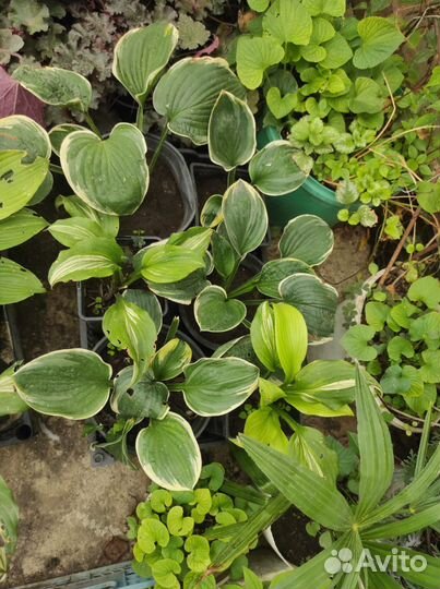 Уличные многолетники