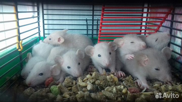 Крысята Дамбо. Крысы Белые Питомник