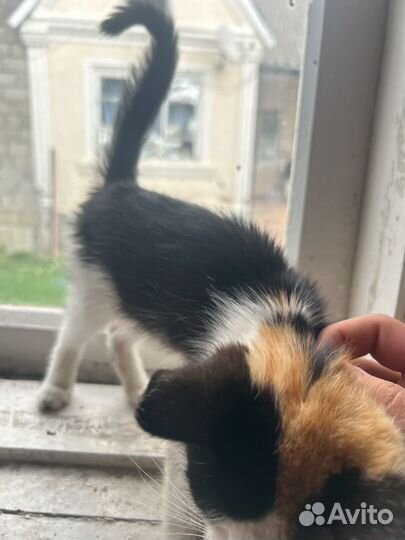 Котята в добрые руки даром бесплатно