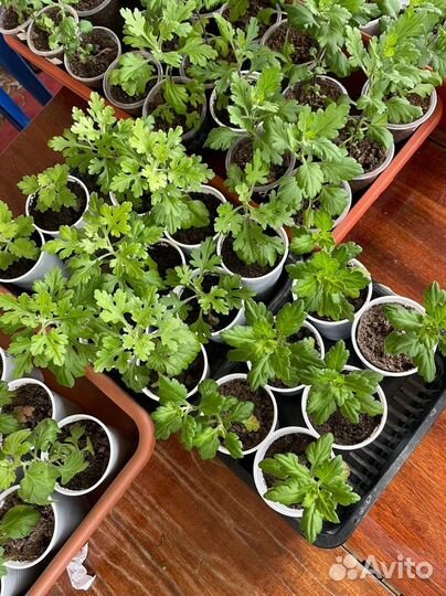 Хризантемы мультифлора