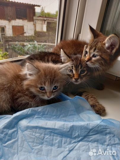 Сибирская кошка бесплатно