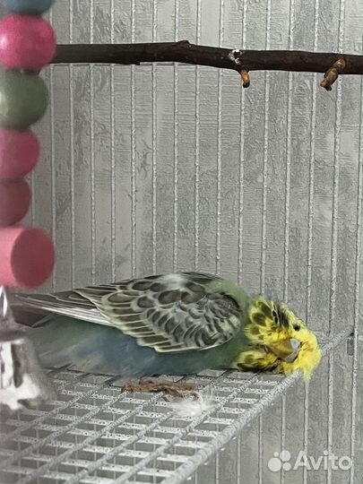 Волнистый попугай ввп чех