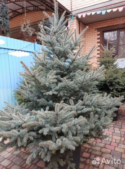 Ель 1.5м