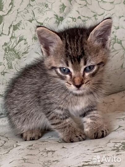 Котята в добрые руки бесплатно