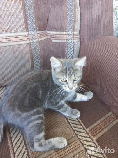 Кошки в добрые руки котята