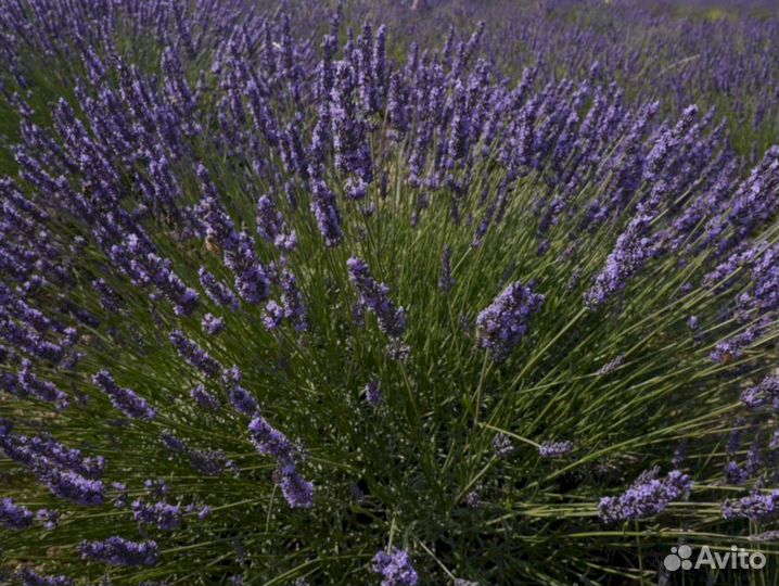 Лаванда