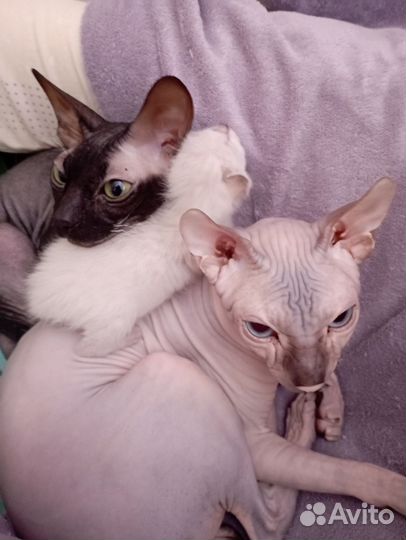 Канадский сфинкс котенок браш